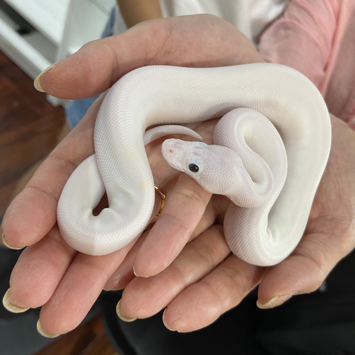 Deureptiles على تويتر ご来店頂き誠にありがとうございました 美しい純白ですね 沢山可愛がってあげてください 今後とも宜しくお願い致します 完売 スーパーファイア パーフェクトホワイト ボールパイソン Ballpython 蛇 白蛇 爬虫類 Deureptiles على تويتر ご来店頂き誠にありがとうございました 美しい純白ですね 沢山可愛がってあげてください 今後とも宜しくお願い致します 完売 スーパーファイア パーフェクトホワイト ボールパイソン Ballpython 蛇 白蛇 爬虫類