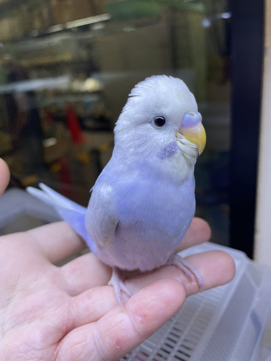 ট ইট র Mickey Gon新座店 アクアリウム エキゾチック セキセイインコライラック入荷しました 大人気のライラックカラーです 1羽のみの入荷です お早めにご来店下さい セキセイインコ セキセイインコライラック セキセイインコのいる暮らし 高級