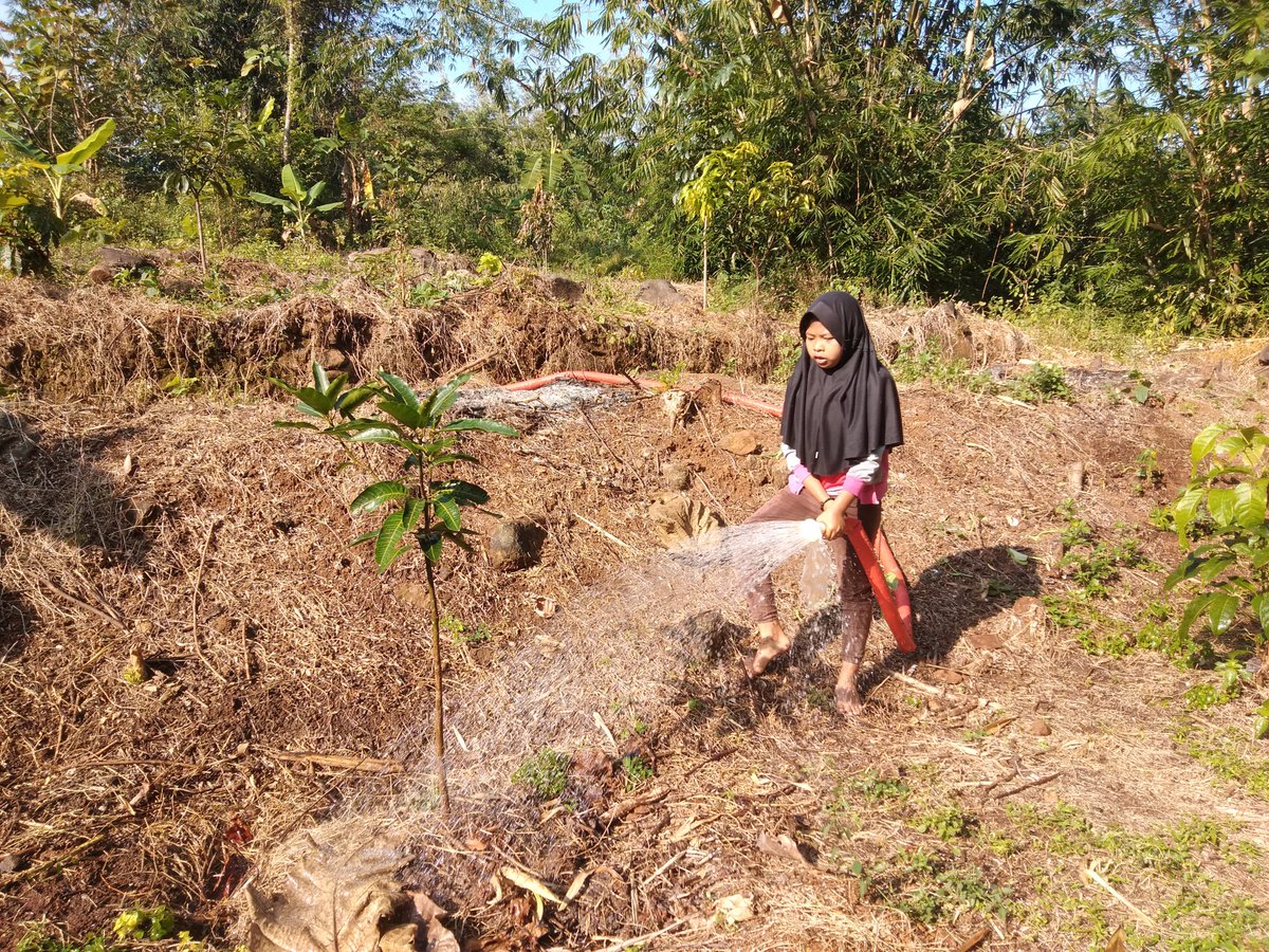 didisardi76's tweet photo. Kemarau ,,,tanamanpun membutuhkan sentuhan tangan tangan petani yang terus berkarya untuk Ketahanan Pangan @Agustinsmart @yosuparyo @zihniehakim https://t.co/74iuax6Qty