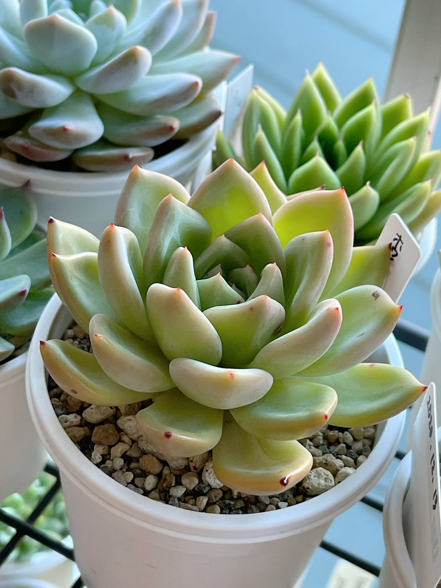 ぷちまにーに على تويتر 今日もお気に入りのかわい子ちゃん ホワイトシャンペン どんどん大きくなる感じ 3号サイズになりました シャンペン系むっちり感が大好きだ 多肉植物 エケベリア ホワイトシャンペン