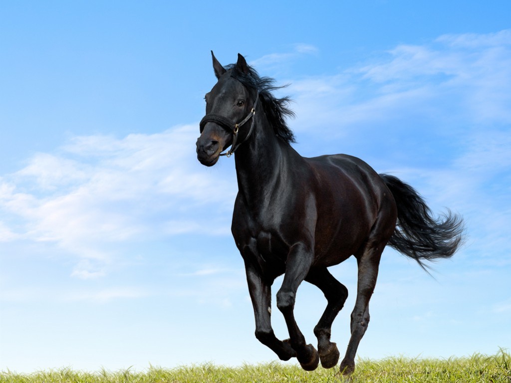 Retweet if you love horses! Follow <a href="/horsentral/">Horsentral</a>