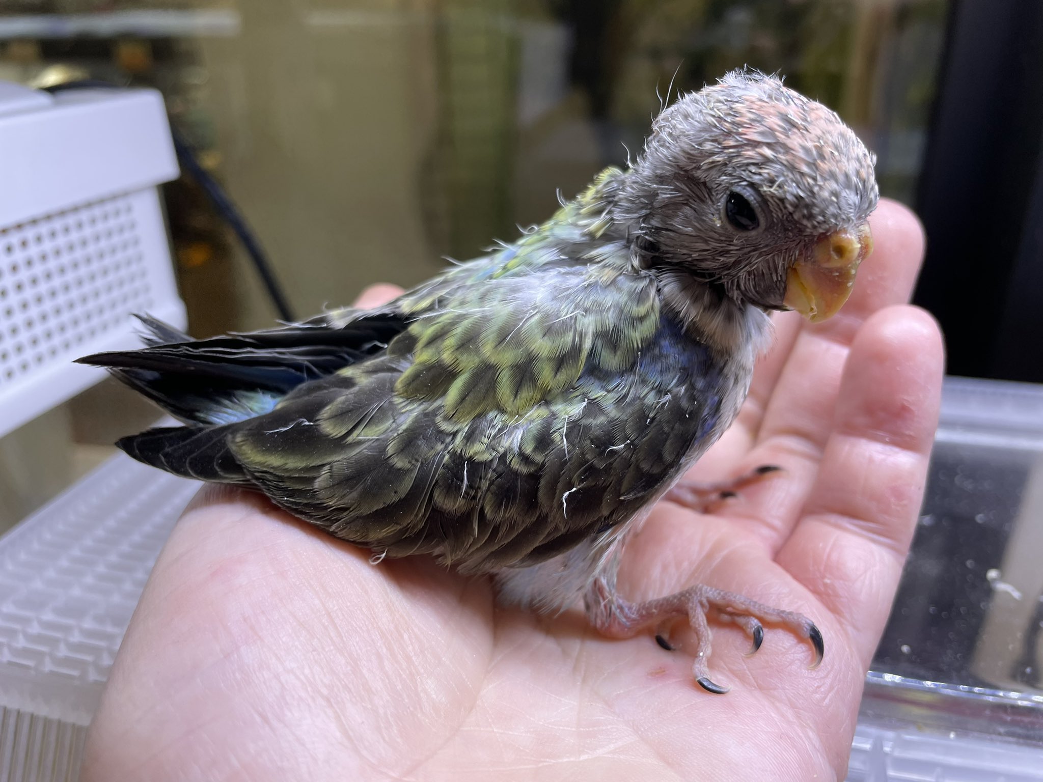 Mickey Gon新座店 アクアリウム エキゾチック アキクサインコのブルー入荷しました これは ルビノーより珍しいのではないでしょうか 気になる方はお早めにご来店下さい アキクサインコ アキクサインコブルー アキクサインコ好きな人と繋がりたい