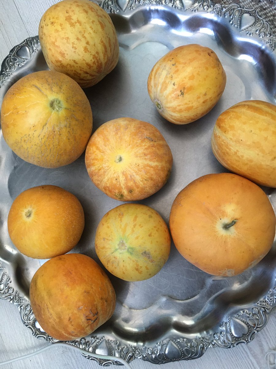 Mazgirt Kultikleri çıktı 😜