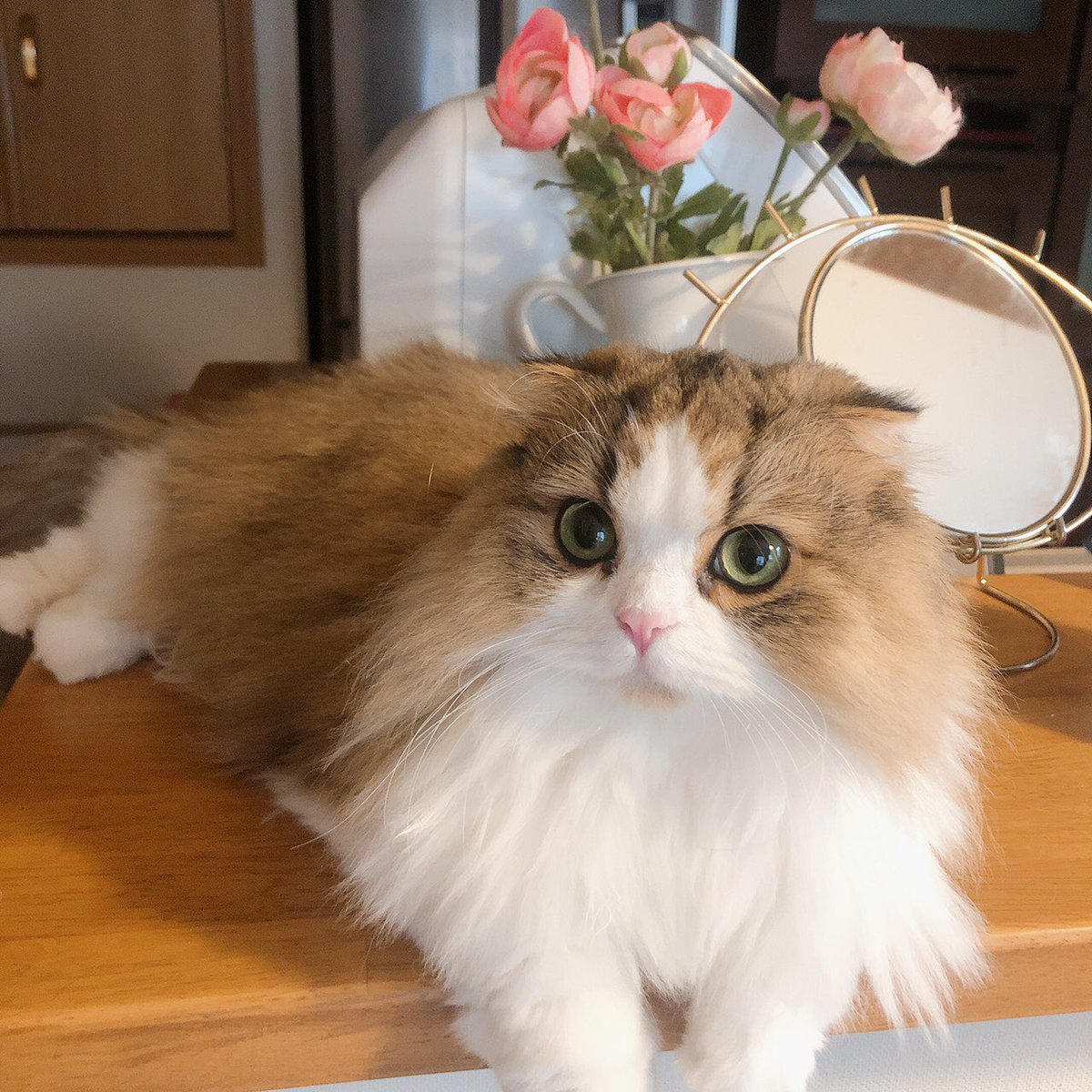 Kdir_28's tweet image. 猫界のオードリーヘップバーン