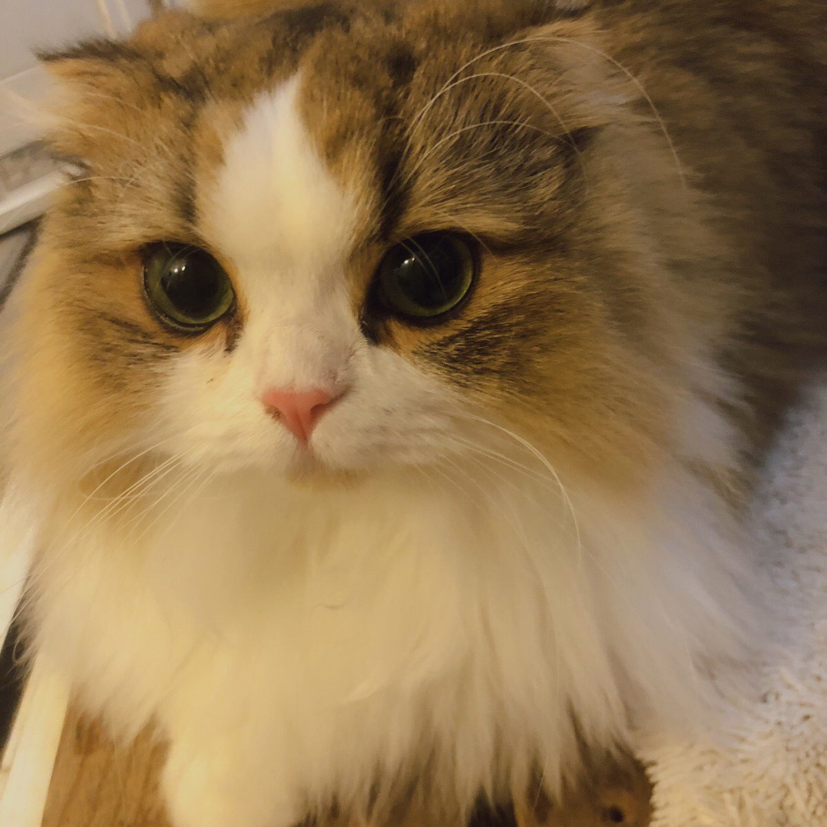 Kdir_28's tweet image. 猫界のオードリーヘップバーン