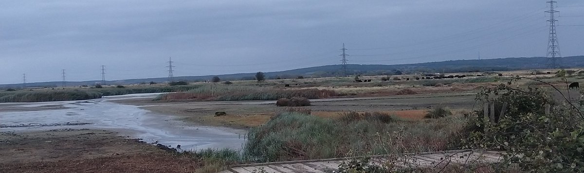 FerryBirder's tweet photo. Ppl tweeting about high water levels #MyPatch (me inc) Here's a reminder of last year..extremely low....worst I'd seen it.
I know what I prefer! https://t.co/GKfYyx0r4n