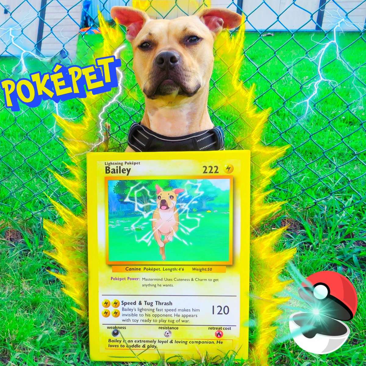 I got POKÉFYED 
I’m in love with my custom Poké Card Canvas from Poképets 
Do you want one?
 Use Code: BAILEYIG20 for 20% off
#dogs #dogsoftwitter #PokemonUNITE #Pokemon #pokepets #art #pitbulls