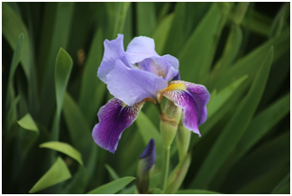 CompostAnd's tweet image. When you live in Canada you quickly lean to accept 4 seasons. One of the most exciting seasons of the year is summer if you are a gardener and you love the outdoors.
.
See More: happycompost.com/arent-you-glad…

#happycompost #arent #glad #summertime #flowers #full #Gardenin