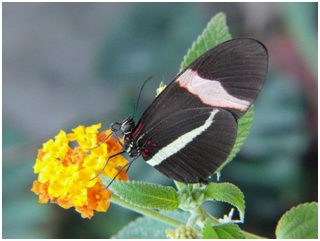 CompostAnd's tweet image. When you live in Canada you quickly lean to accept 4 seasons. One of the most exciting seasons of the year is summer if you are a gardener and you love the outdoors.
.
See More: happycompost.com/arent-you-glad…

#happycompost #arent #glad #summertime #flowers #full #Gardenin