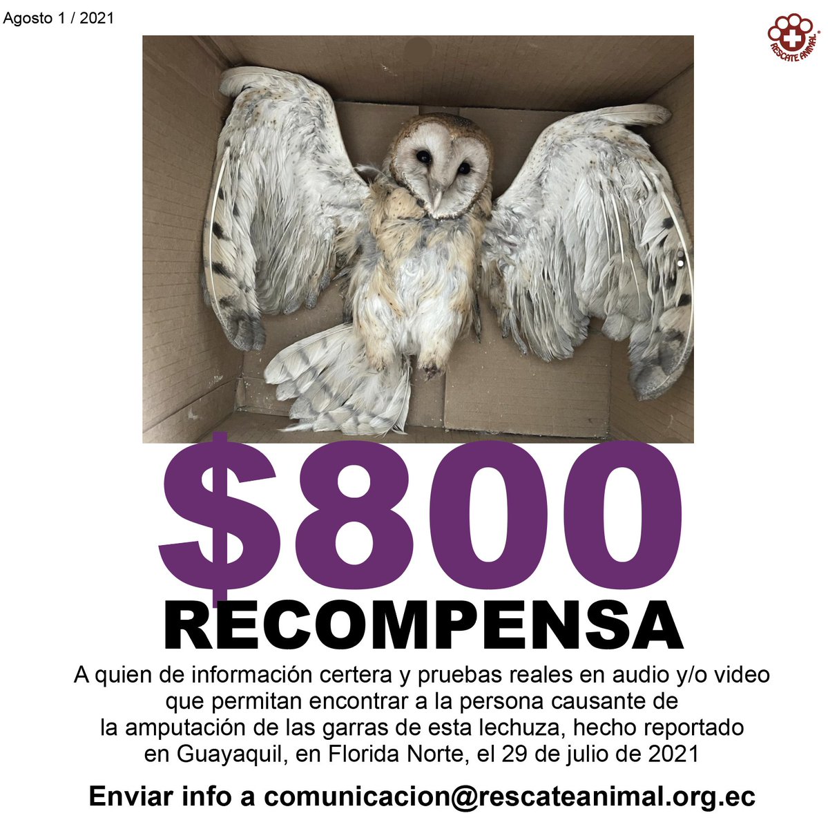 Gracias a quienes han donado. Se ofrece $800 para la persona que nos envíe información real (audio, video, testimonio) y que permita dar con la identidad de la persona que amputó las garras de esta lechuza. Info a comunicacion@rescateanimal.org.ec , info real, no montada.