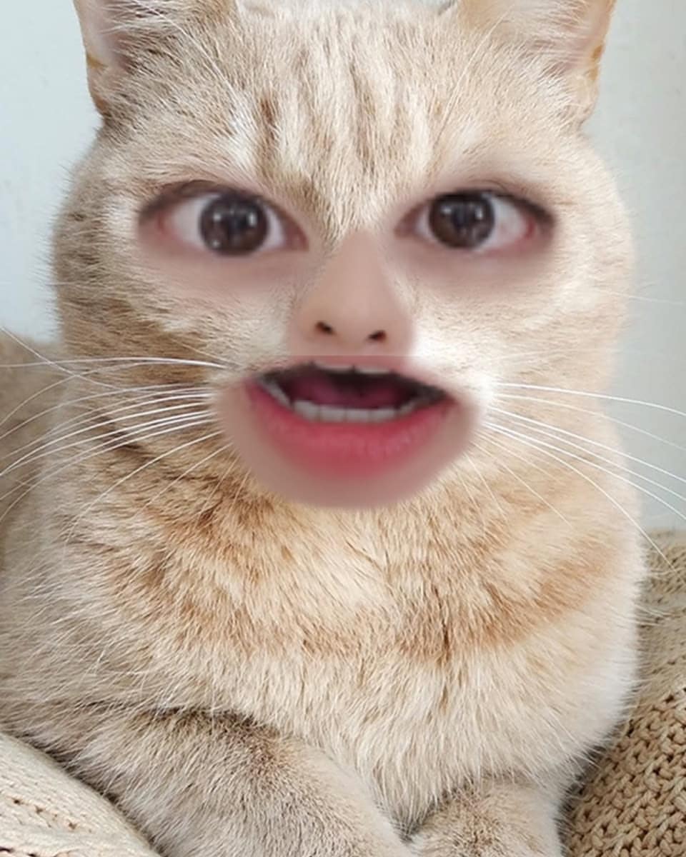 linosgrrr's tweet photo. changbin, felix, seungmin, han ??? https://t.co/fpdtjmfkse
