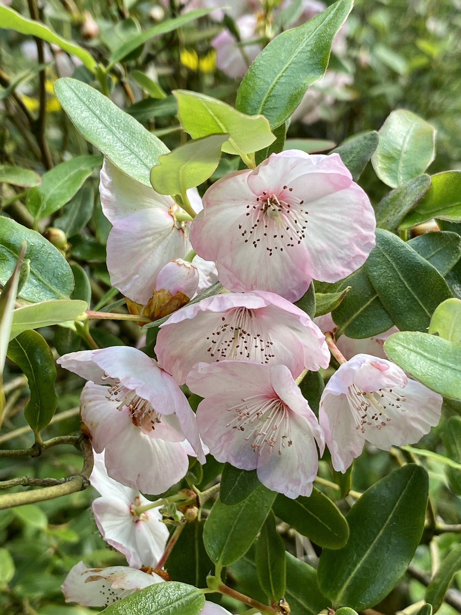 Stalwart Plants on Twitter "Eucryphia lucida ‘Ballerina