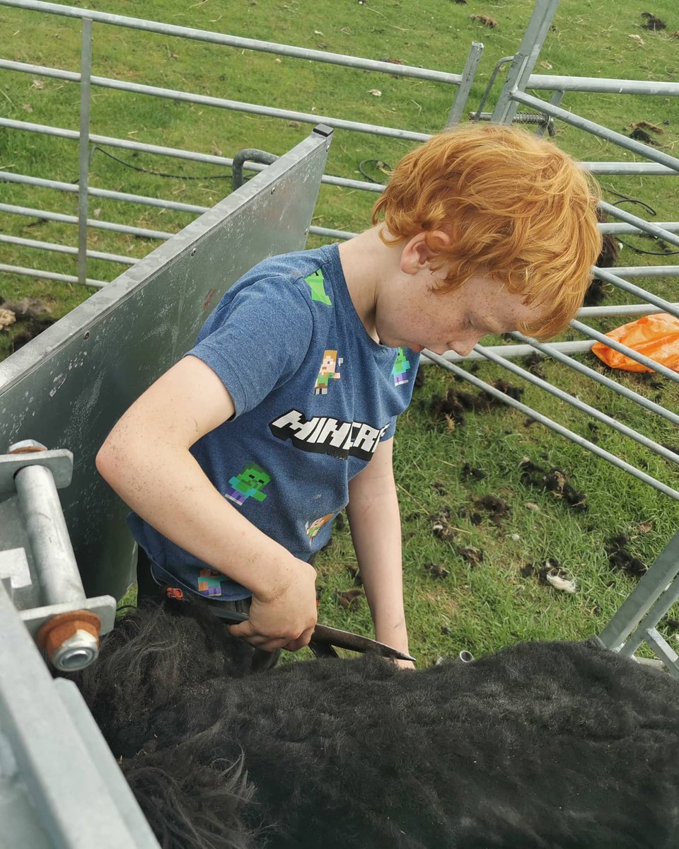 Ardochhebridea1's tweet photo. The Sorcerer's apprentice in training clipping a 4h tup #Hebrideansheep #gottalearn #apprentice #clipping https://t.co/zVP8jkYrWR