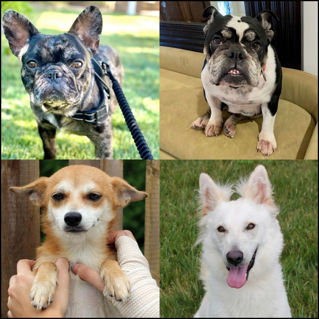 RescuePopPets's tweet photo. Happy #Dogust1st!🎉🥳It's the universal birthday for shelter dogs & a great opportunity to highlight some furbulous shelters with a #RescuePoplight!
#RescuePop #RescuePets #AdoptDontShop #UltimuttGuide #adoptadog #ilovemydog #ilovedogs #dailydogfeature #dailydog #poplight https://t.co/fxHJEpZRnP