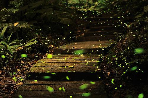 balanceinstyle's tweet photo. Firefly Path, Taiwan #FireflyPath #Taiwan https://t.co/vaOuDuto3b https://t.co/UHAm6gWNse
