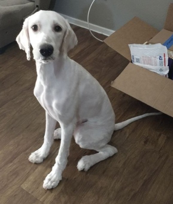 MobilityPoof's tweet photo. Wanna see what happens when your pupper decides he wants to literally sleep in his poop but not tell anyone 😒

Emergency grooming that happened yesterday and now he looks like the most disappointed child 🤣

Though, he needed a cut, so we start over.
#TeamGoingGhost https://t.co/txGJBKGmBV