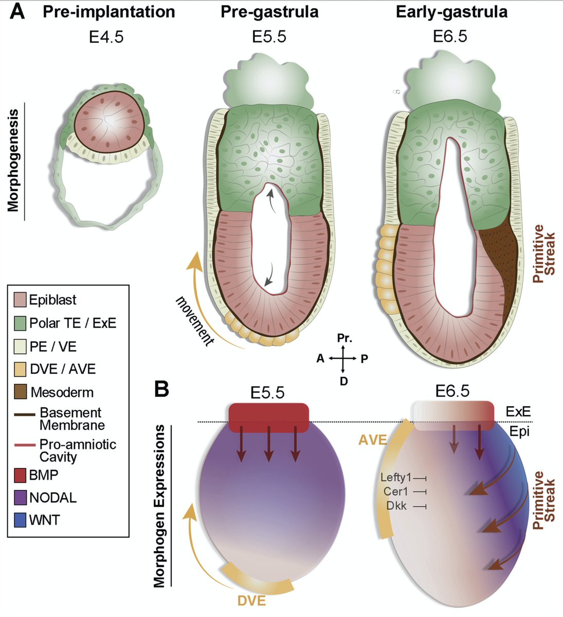 Dev_Bio_Journal's tweet image. #DBfeatures 🐁
"The dynamics of morphogenesis in stem cell-based embryology: Novel insights for symmetry breaking" by Berna Sozen & @ZernickaGoetz in our June 2021 issue!
⚡️ Symmetry breaking ⚡️
Role of geometry & size during gastrulation.
Check it out
sciencedirect.com/science/articl…