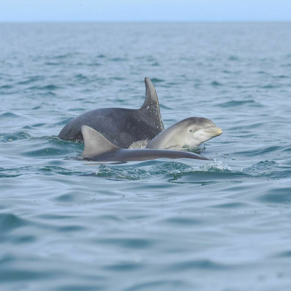 It’s been great to see so many young calves in the bay this year! #bottlenosedolphin #mwnt #visitceredigion #visitpembrokeshire #ceredigion #pembrokeshire #visitwales #boattrips instagr.am/p/CSB9TP5jqj4/