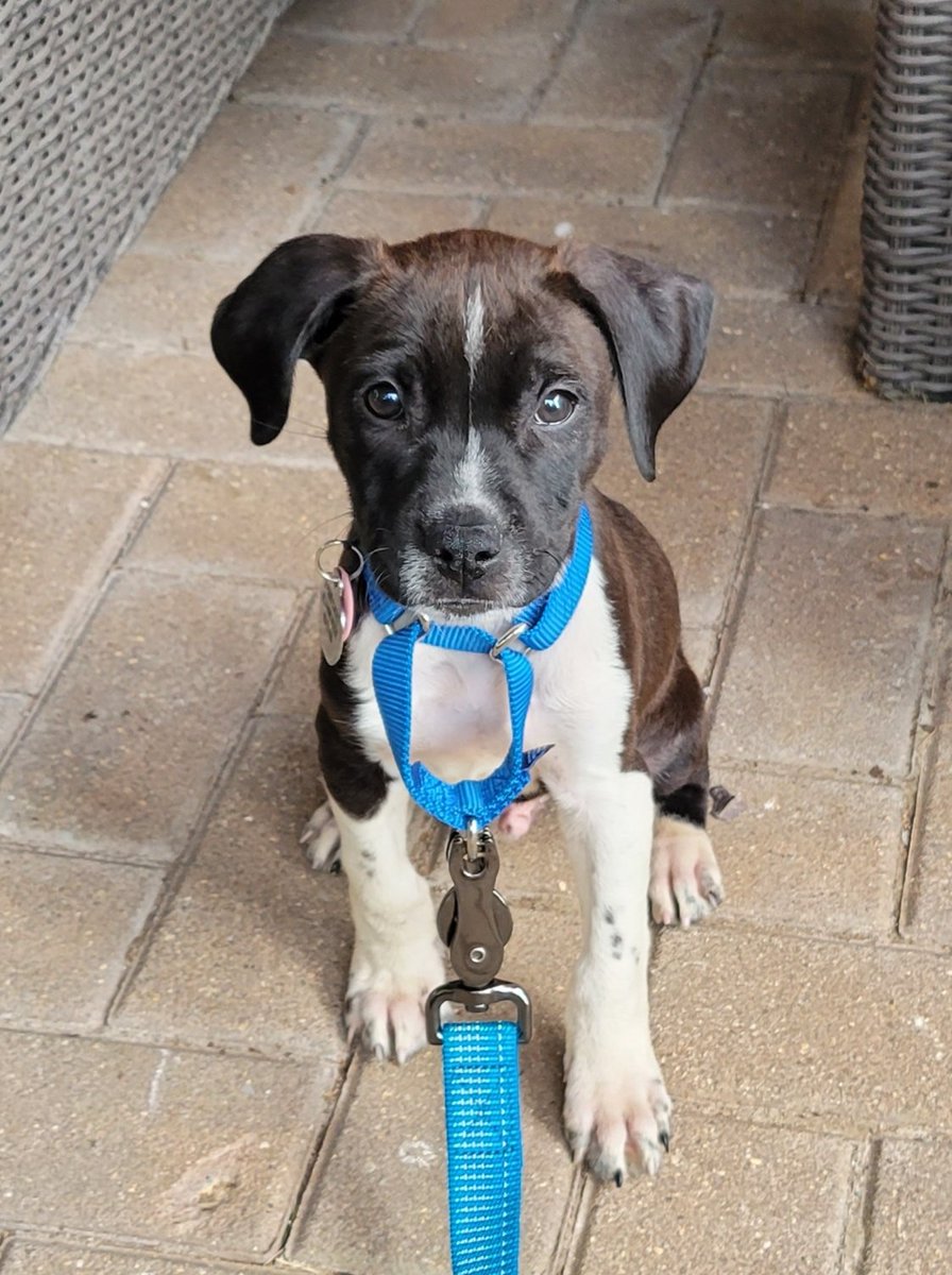 Good morning, from our newest addition, Tater! 🐾 <a href="/BravermanA/">Andrew Braverman D.Mgt</a> <a href="/all4pawsrescue/">All 4 Paws Rescue</a>