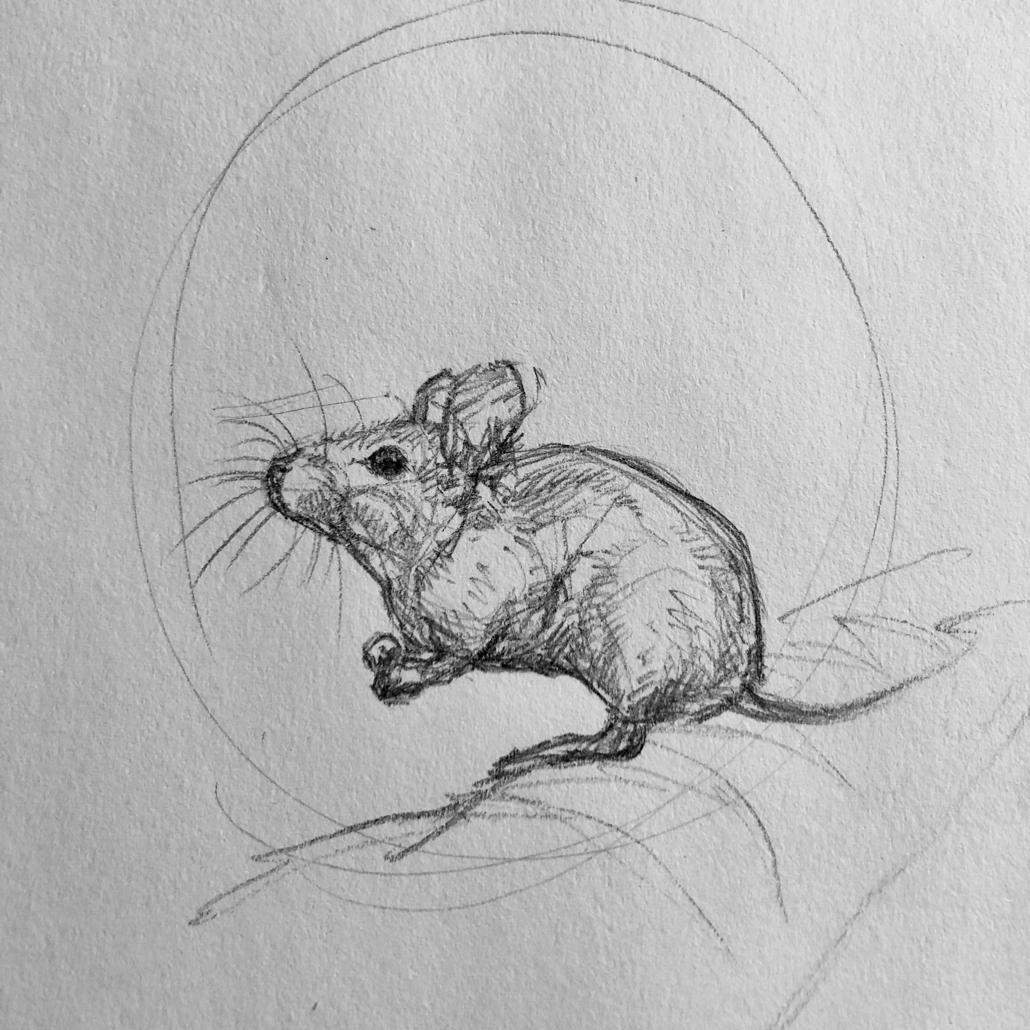 How to Draw a Mouse Step By Step – For Kids & Beginners