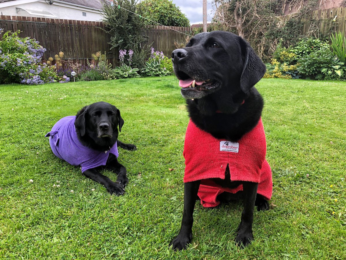 alfiewoofwoof's tweet image. Finally…she’s stopped #Puggled