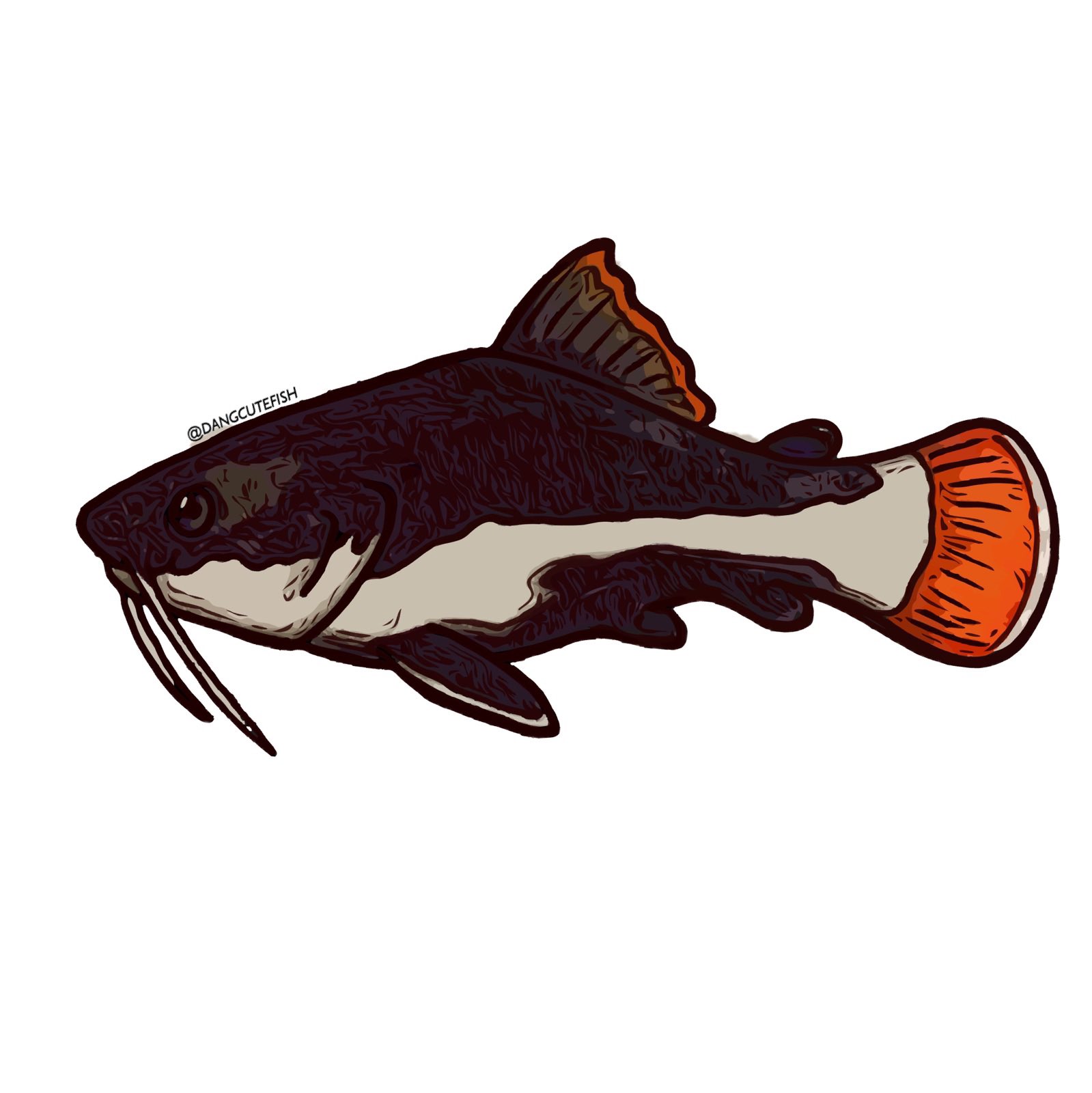 dangcutefish on X: My favorite catfish are red tail cats, but more  specifically, Mr Whiskers. #SundayFishSketch  / X