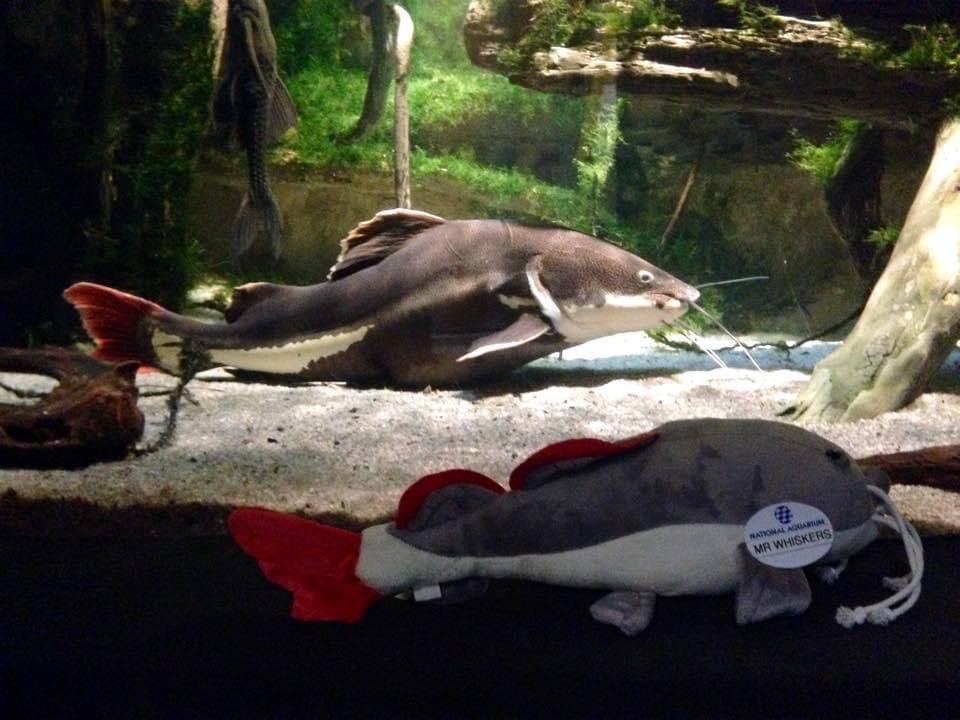 dangcutefish tweet media