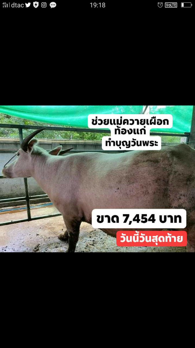 gtop8844's tweet photo. ช่วยแม่ควายเผือกท้องแก่ #ทําบุญ #วันพระ 🙏🙏🙏 https://t.co/8D7M80OV4p
