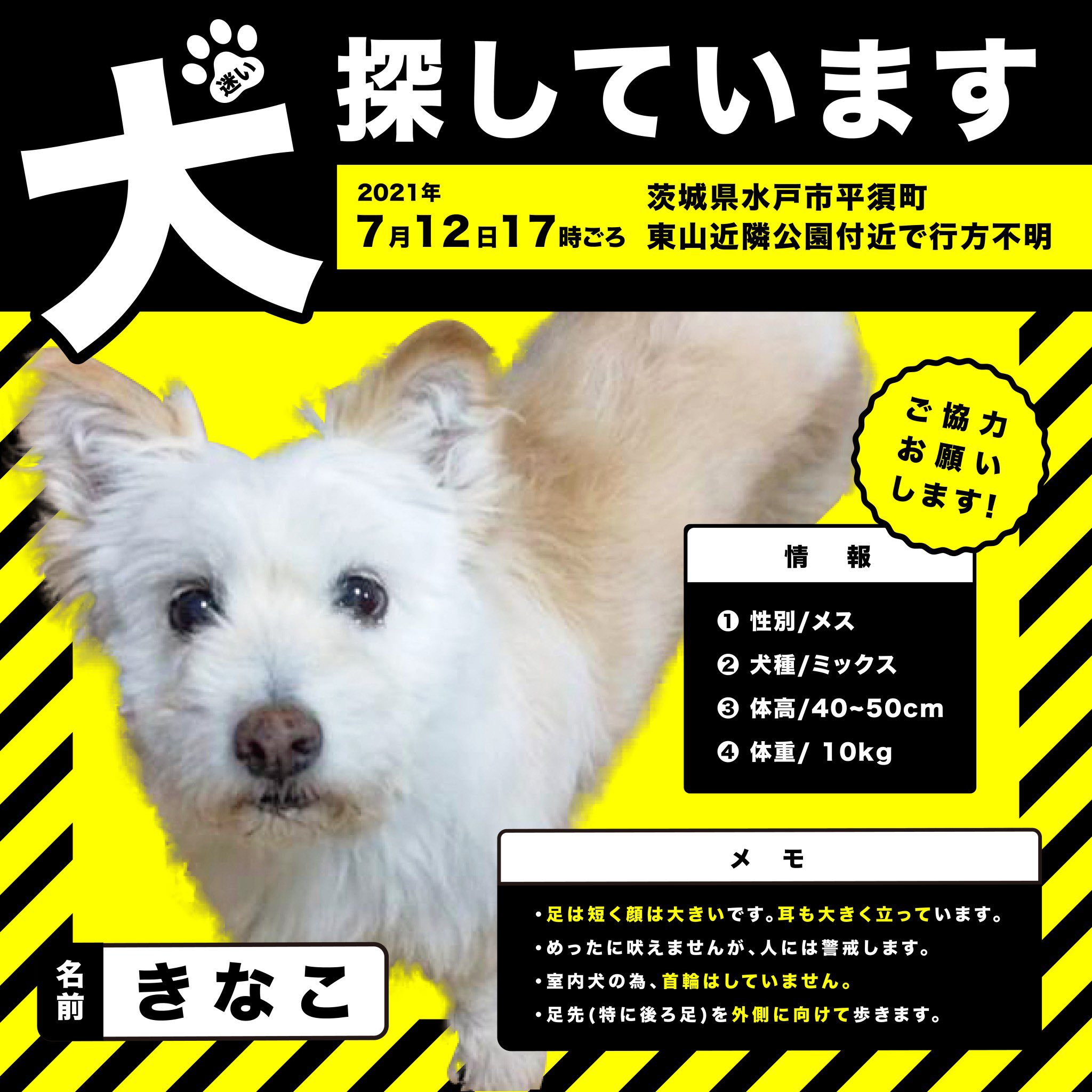 迷子犬きなこを探しています Kinako Sousaku Twitter