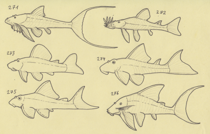 Cheetahtrout's tweet image. i heard this weeks #sundayfishsketch is catfish. wich fits snuggly in with my current #fishtime topic! winwin!