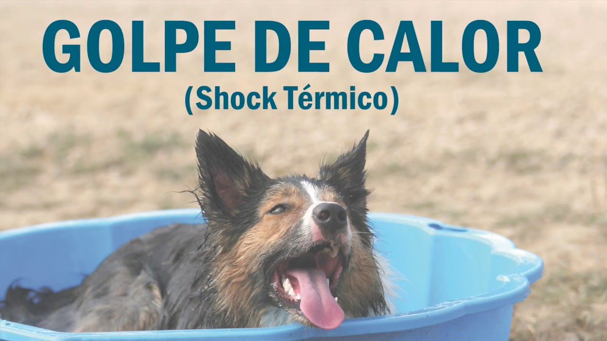 El cop de calor en gossos es considera una emergència veterinària.

Sobretot a l’estiu quan la temperatura ambiental és molt elevada, també pot tenir un cop de calor en situacions de confinament i d’estres.

Llegeix  l'article: veterinariebre.com/2021/07/30/cop…

#XocTèrmic #CopdeCalor #Gos
