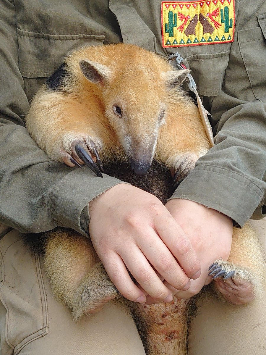Sandra 彼らは非常に攻撃性が低く 人に懐きやすい動物なので見つけた方は かくまわず直ちに自然警察へ連絡お願いします なんて南米の記事では時々見かける ミナミコアリクイ