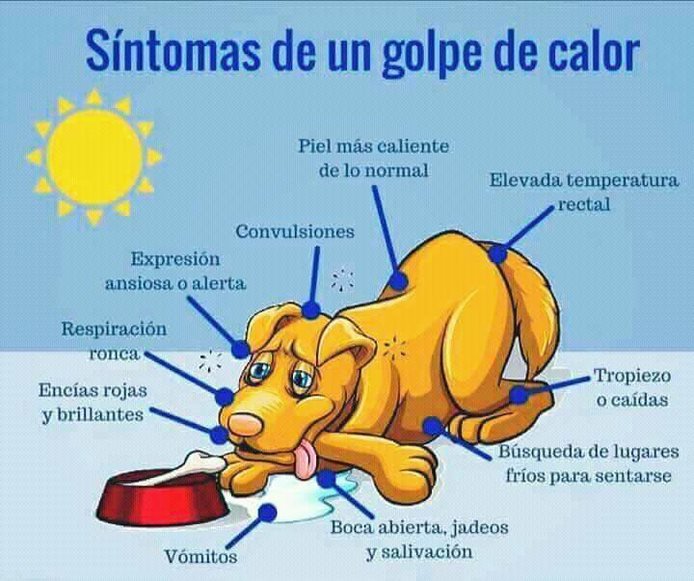 El cop de calor en gossos es considera una emergència veterinària.

Llegeix  l'article: veterinariebre.com/2021/07/30/cop…

#XocTèrmic #Veterinarians #PreventiveMedicine #Afebliment #CopdeCalor #Dogs #EmergènciaVeterinària #Falset #Gandesa #Gossos #Mascotes #MóraEbre #MedicinaPreventiva