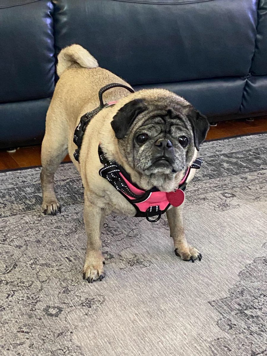 Midatlanticpugrescue Hi I Am Buffy And I Am A Very Healthy 11 Year Old Lady My Story Is Pretty Sad But I Am So Happy That I Found Mapr I Midatlanticpugrescue Hi I Am Buffy And I Am A Very Healthy 11 Year Old Lady My Story Is Pretty Sad But I Am So Happy That I Found Mapr I