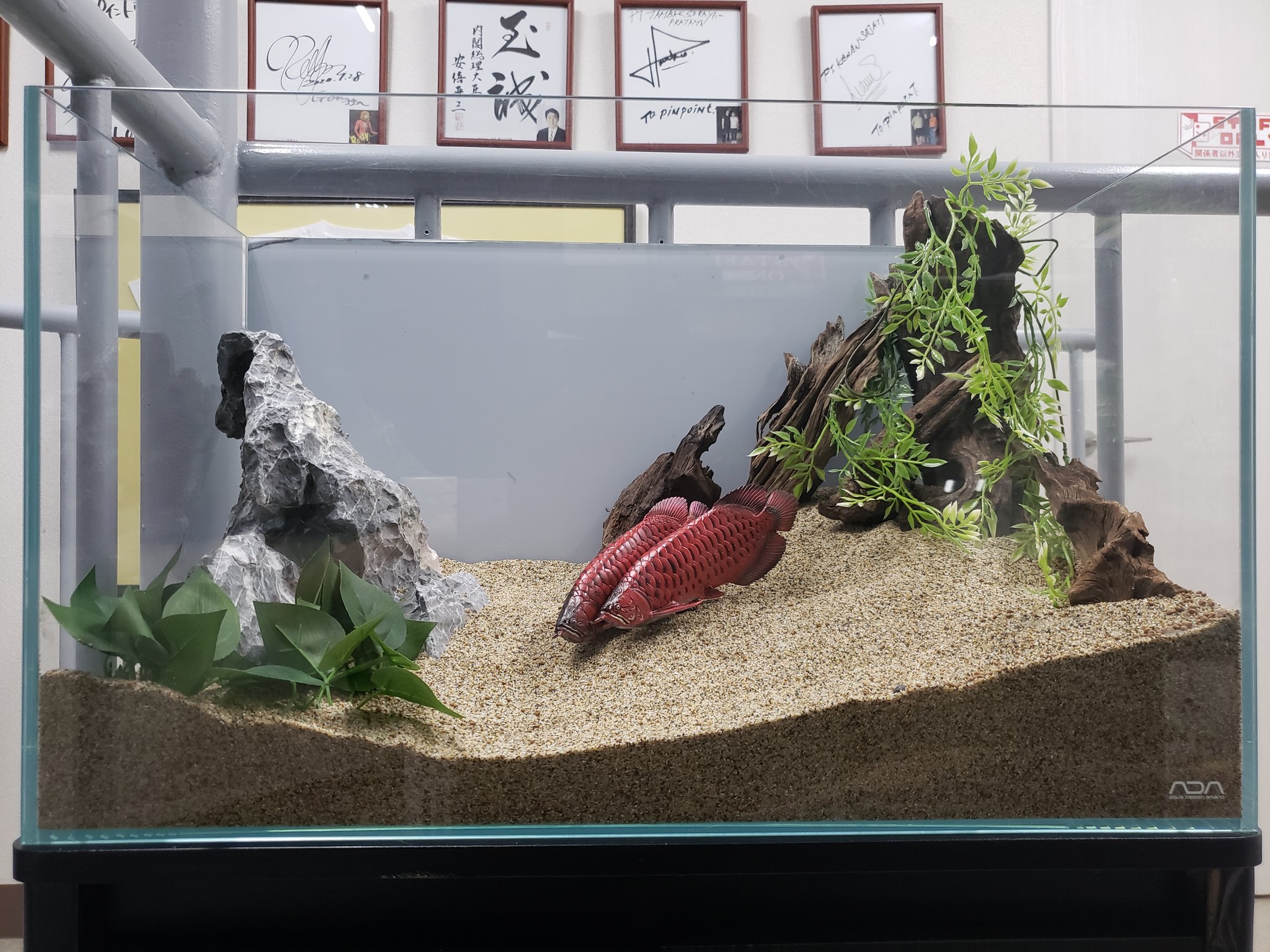 ピンポイント 林 本日のハヤシ こんばんは 本日は2階に アロワナ水槽を レイアウト致しました 早速 紅龍がペアリングし始めました 繁殖に期待ですね 皆様にほっこりして 頂ければ幸いです アクアリウム アロワナ ピンポイント