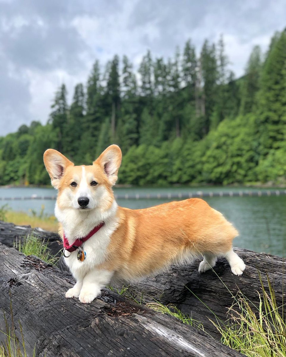 CommunityCorgi's tweet image. Who love this?🥺
_
#CorgiCrew #Corgi #corgiofTwitter