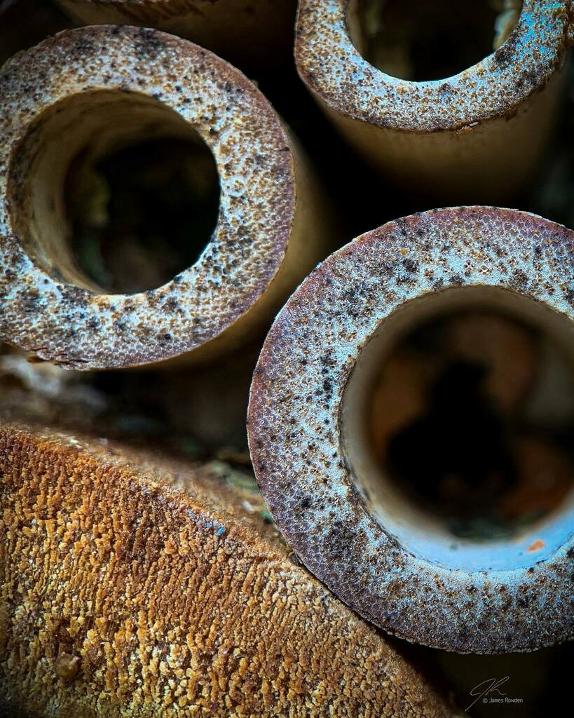 Jimrow's tweet image. Mason bee house. 
.
.
.
.
#littlethings #macrophotography instagr.am/p/CSCP4WtHj1D/