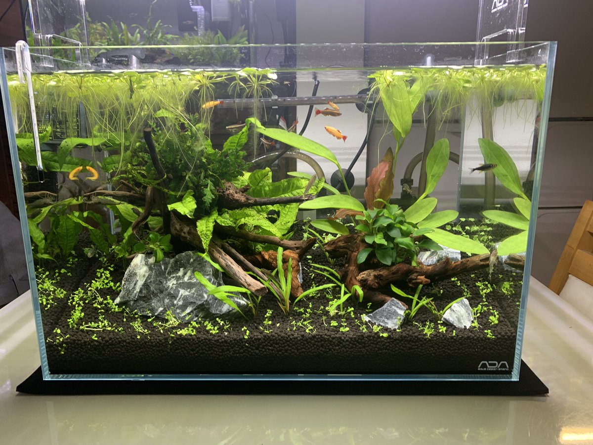 Ada 45センチ水槽 レイアウト難しい