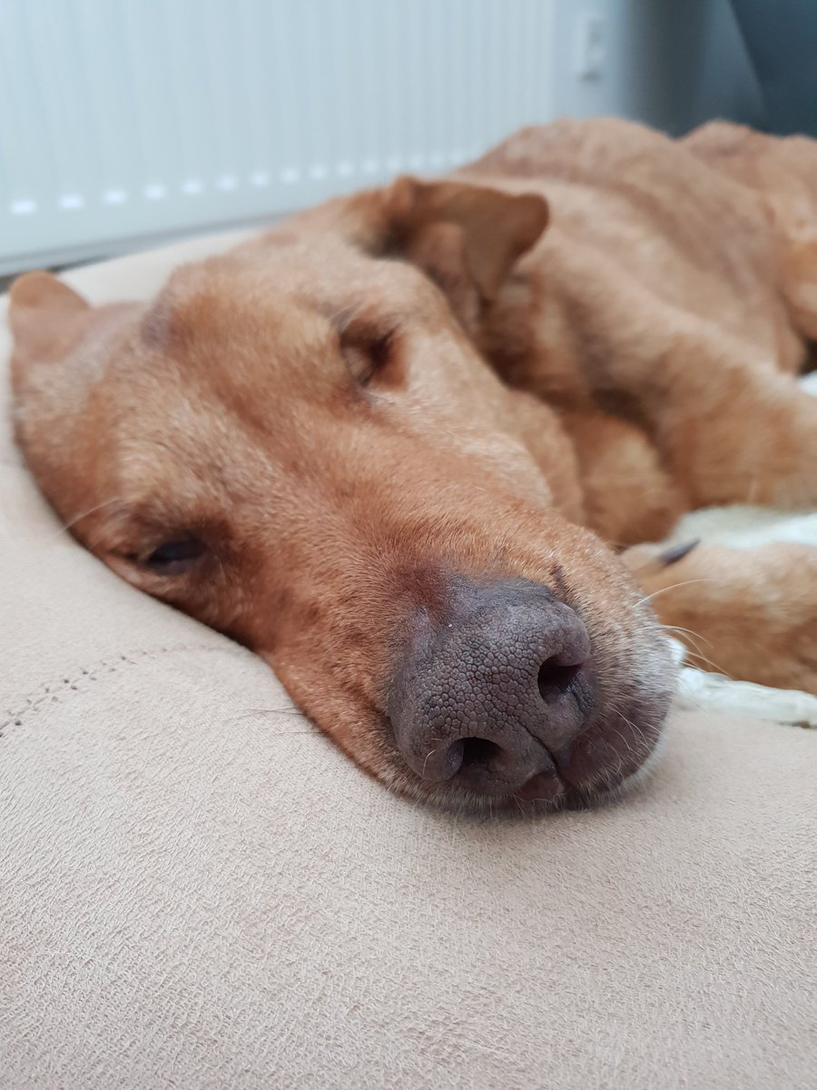 AriHund's tweet photo. #LazySundayAfternoon https://t.co/J9qoF4E5Rp