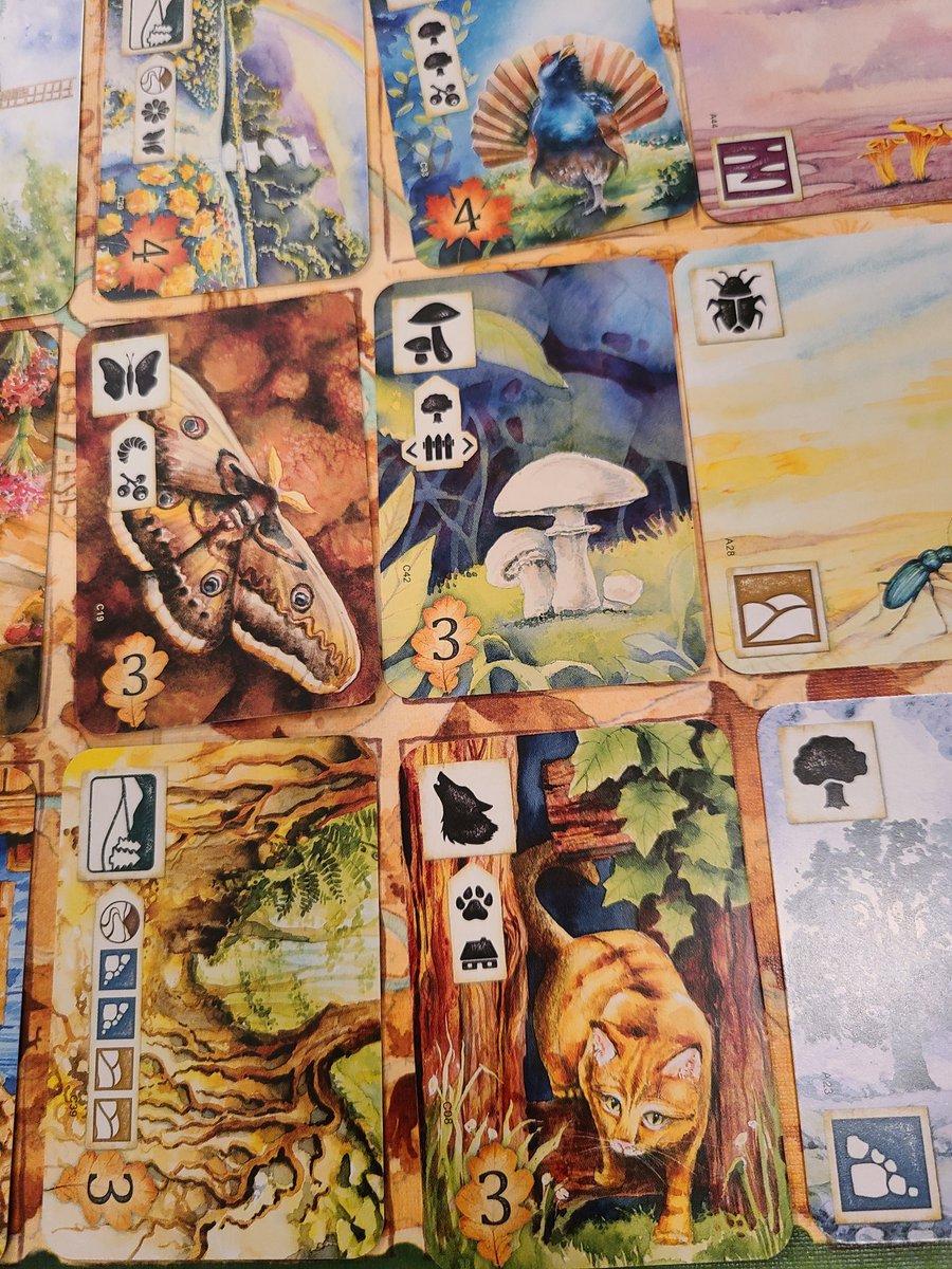 TableIt_'s tweet image. Stunning artwork paired with clever card drafting and set collection gives us Meadow from Rebel Studios! Highly recommend this game at two players for a great head to head experience building your competing meadows to become the best nature observer.