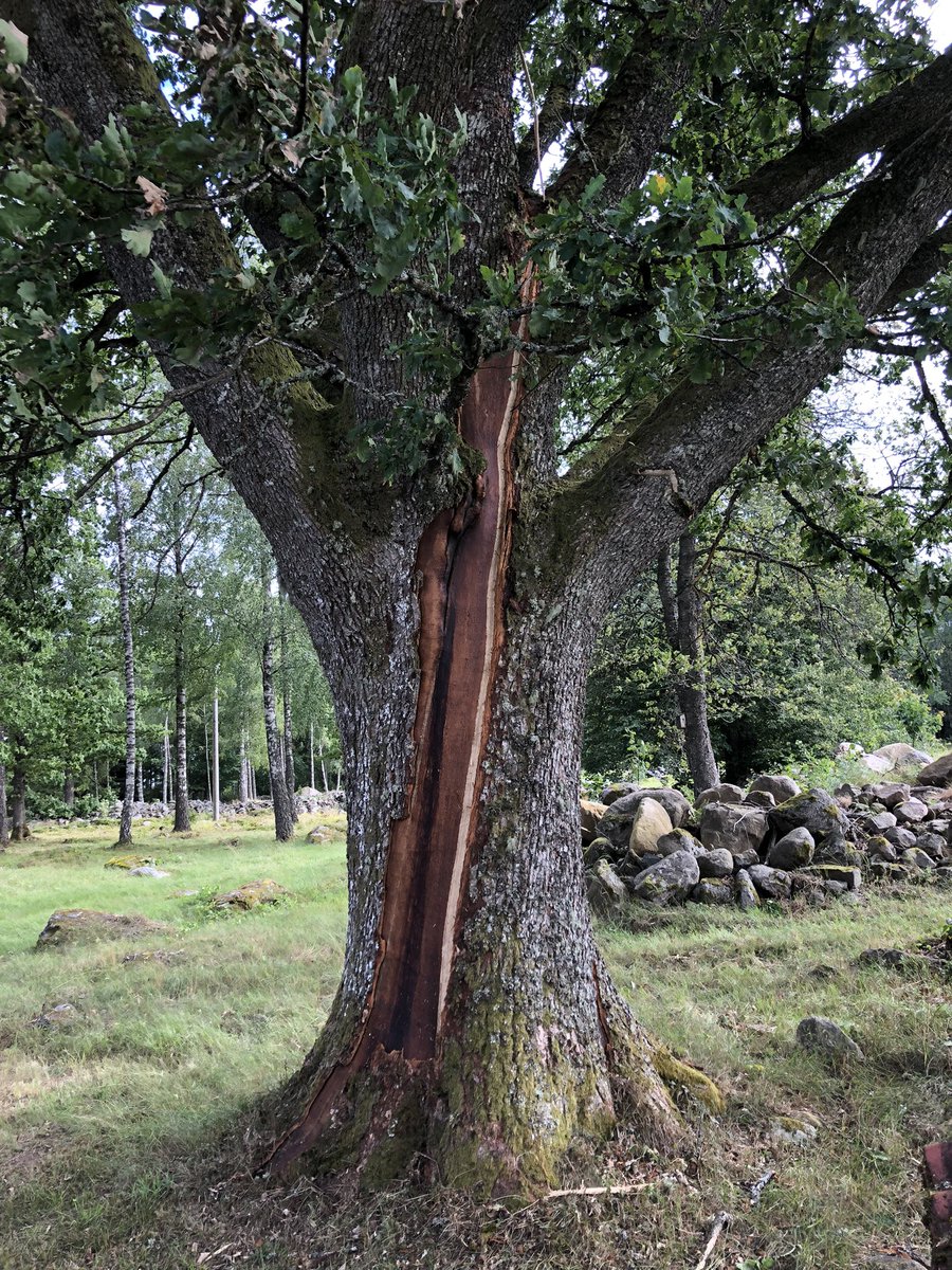 Denna urgamla ek stod pall för veckans åskväder. Blixtens enorma krafter kunde lika gärna ha träffat vårt eller grannens hus. Nu blev skadan ”bara” några brända kretskort. Blixten tog två vägar genom trädet. Den ena syns här.