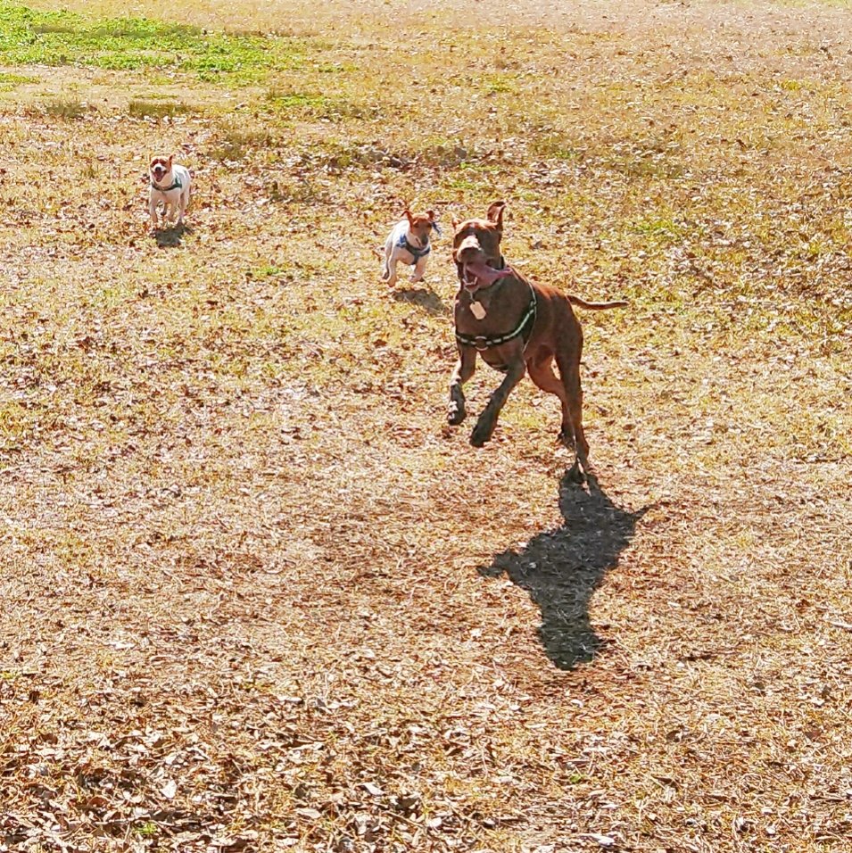 Runners 🐾🐾🐾