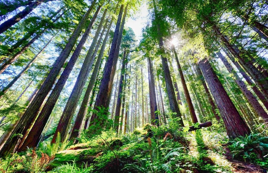 canethics's tweet photo. "As more and more states have legalized recreational marijuana use in recent years, there’s been a lot of “buzz” in the travel industry about the future of cannabis vacations and what shape this would take." #cannabistourism #cannabisnews https://t.co/FIvMjo4o6x https://t.co/jhIV23w5aZ