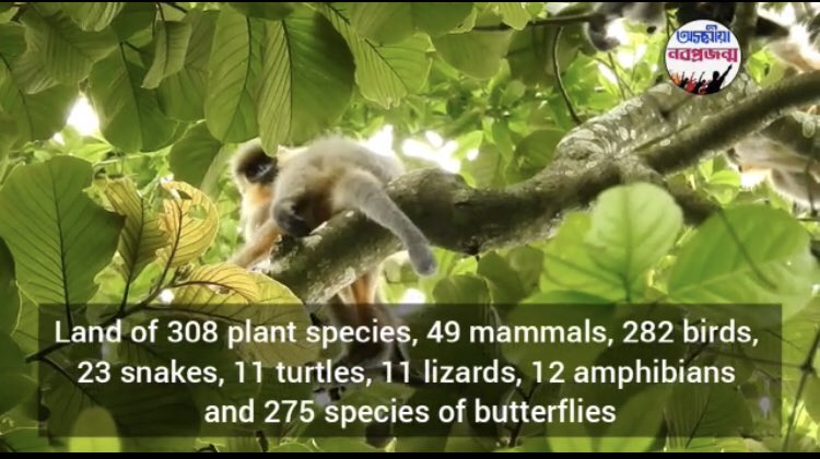 <a href="/AlifaZibrani/">Alifa Zibrani</a> <a href="/ParimalSuklaba1/">Parimal Suklabaidya</a> <a href="/ClimateFrontIND/">Climate Front India</a> <a href="/climatesavemvmt/">Climate Save Movement</a> @tanmay_shinde99 <a href="/nahluwalia20/">Neelam Ahluwalia</a> <a href="/terence_fdes/">#DharamSankat #VanJeevi</a> <a href="/assamtribuneoff/">The Assam Tribune</a> People of Assam have to understand implications of this destructive growth. Take the example of Maharashtra who is facing the wrath of nature due to destruction of forests, wetlands, watersheds, mangroves for corporate profits. Save forests
#SaveBehaliRF #DeclareWildlifeSantuary