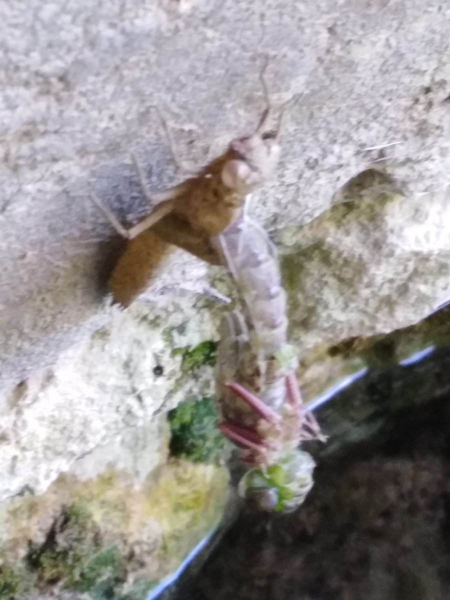 Naturalezaesco1's tweet photo. Hoy he visto nacer a una libélula. 😊
Cobijada bajo el viejo puente del pueblo, a unos 20 cm. del agua, su ninfa se ha abierto, saliendo de dentro la definitiva libélula. En la foto permanece cabezabajo moviendo despacio las patitas para acostumbrarse a su nuevo estado. https://t.co/zUwLYEqoAH