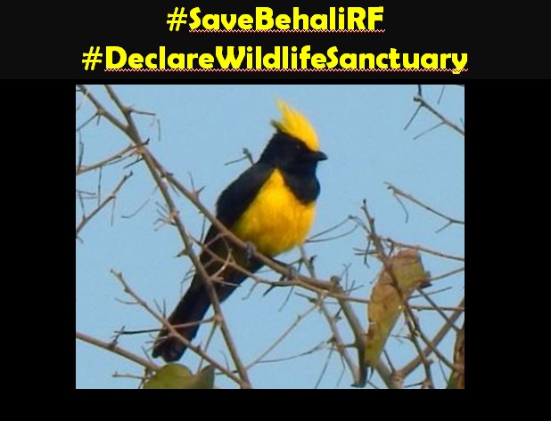 SaveBehaliRF's tweet photo. The semi-evergreen and wet tropical forests of Behali lies near Kaziranga NP and serves as an important elephant corridor #SaveBehaliRF @himantabiswa @ParimalSuklaba1
#DeclareWildlifeSanctuary https://t.co/eTK8vd44fC