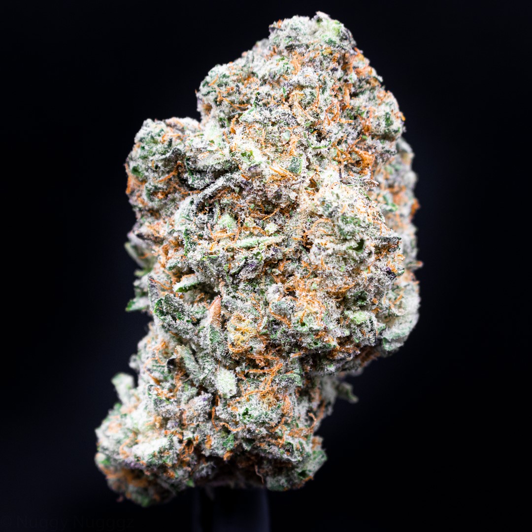 ArCannaMichigan's tweet photo. Smacks by doghouse  is a cross between Scooby Snacks and MAC (Miracle Alien Cookies).

 #michigancannabis #michiganmarijuana #michiganmade #michigangrown #cannabisconnassieur #hydroponics #farmlife #cannabis420 #Arcanna #ionia 

 *NOTHING FOR SALE, FOR EDUCATIONAL PURPOSES ONLY* https://t.co/nZrHNKm36m