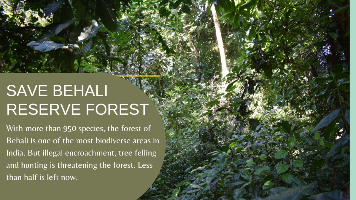 SaveBehaliRF's tweet photo. Despite rampant encroachment and timber felling, BRF is still home to a rich array of wildlife #SaveBehaliRF because it is @himantabiswa @ParimalSuklaba1
completely destroyed. #DeclareWildifeSanctuary https://t.co/r9H6vCVlQ1