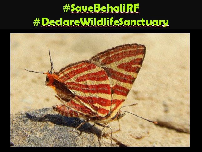 SaveBehaliRF's tweet photo. Government must frame conservation models to recognize the fundamental and customary rights of local &amp; preserve #SaveBehaliRF #DeclareWildlifeSanctuary @himantabiswa @ParimalSuklaba1 https://t.co/SRCZO5qa3n