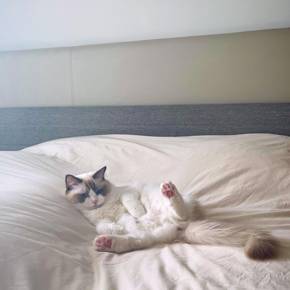 BrightWinSpain's tweet photo. Ame y sus patitas 😍
°
Cr: @bbrightvc
•
#WINMETAWIN #BBRIGHTVC #BRIGHTWIN #SNOWBALLPOWER https://t.co/aVFJ6PX2MS